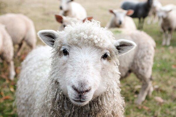 Animal rights or sustainable fashion? - Naturescollection.eu