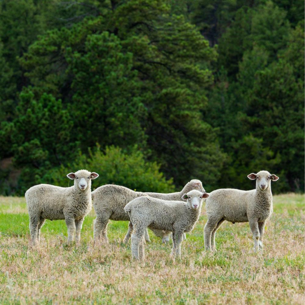 Certified sheepskin - Naturescollection.eu