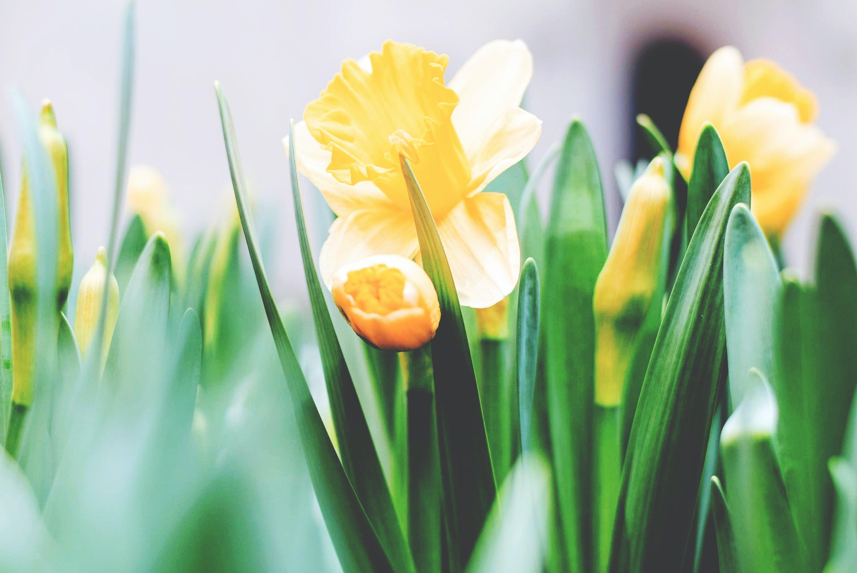 Create the most beautiful Easter with NATURES Collection - Naturescollection.eu