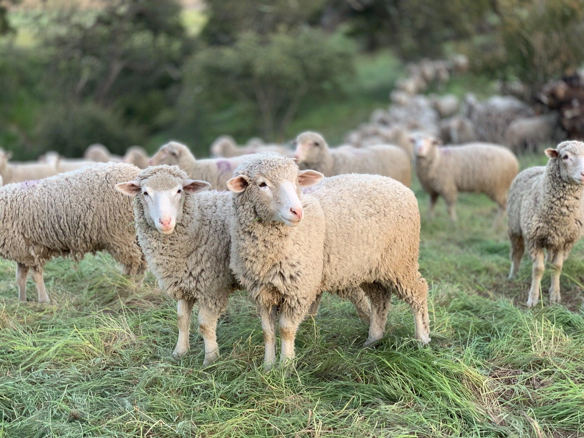 Did you know that natural sheepskins can biodegrade themselves? - Naturescollection.eu