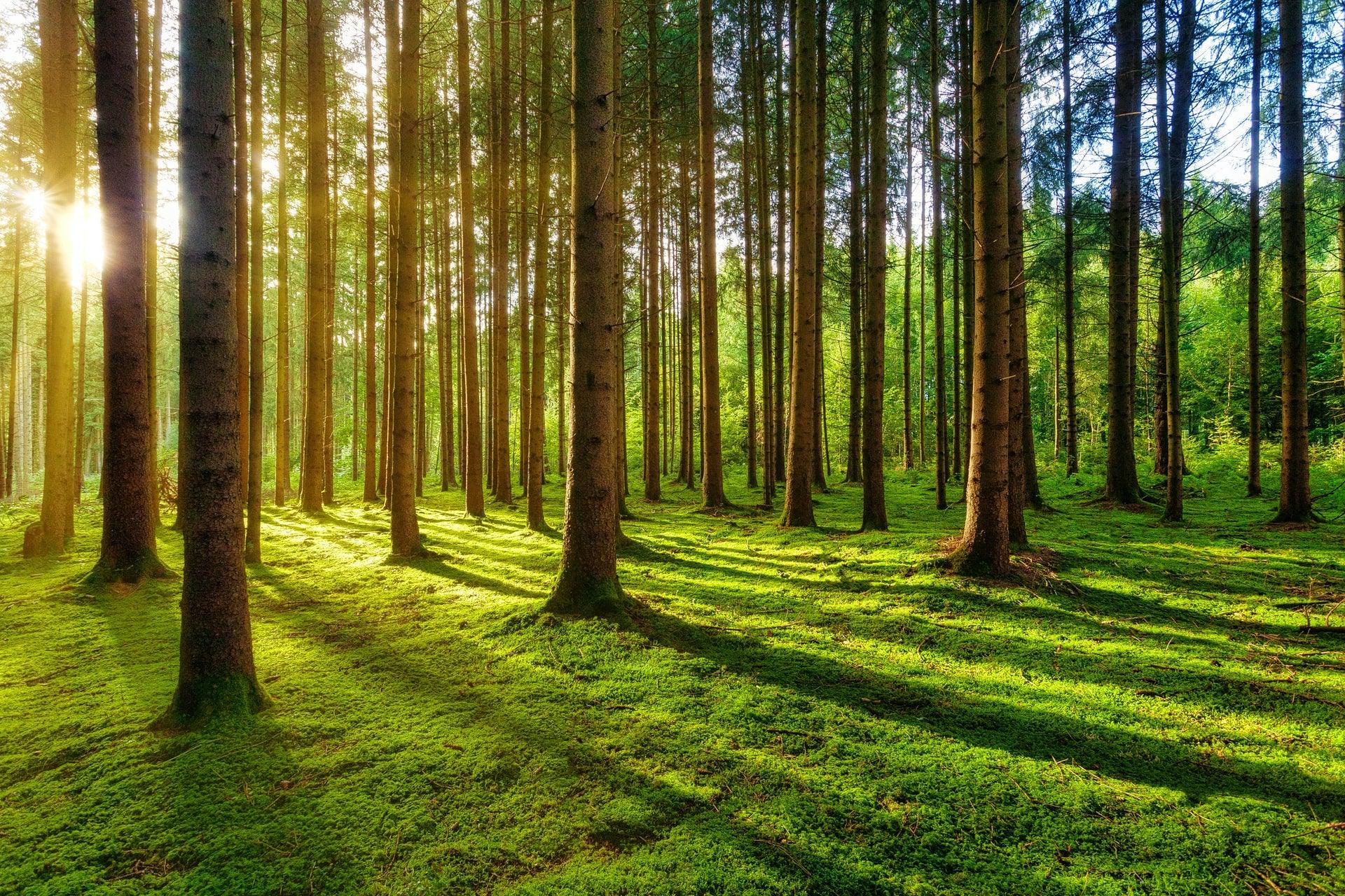 GREEN WEEK at NATURES Collection - Naturescollection.eu