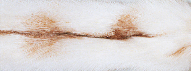 Throw of Cashmere with Fox Trimming | 130x200 cm Sun Glow Fox/Beige