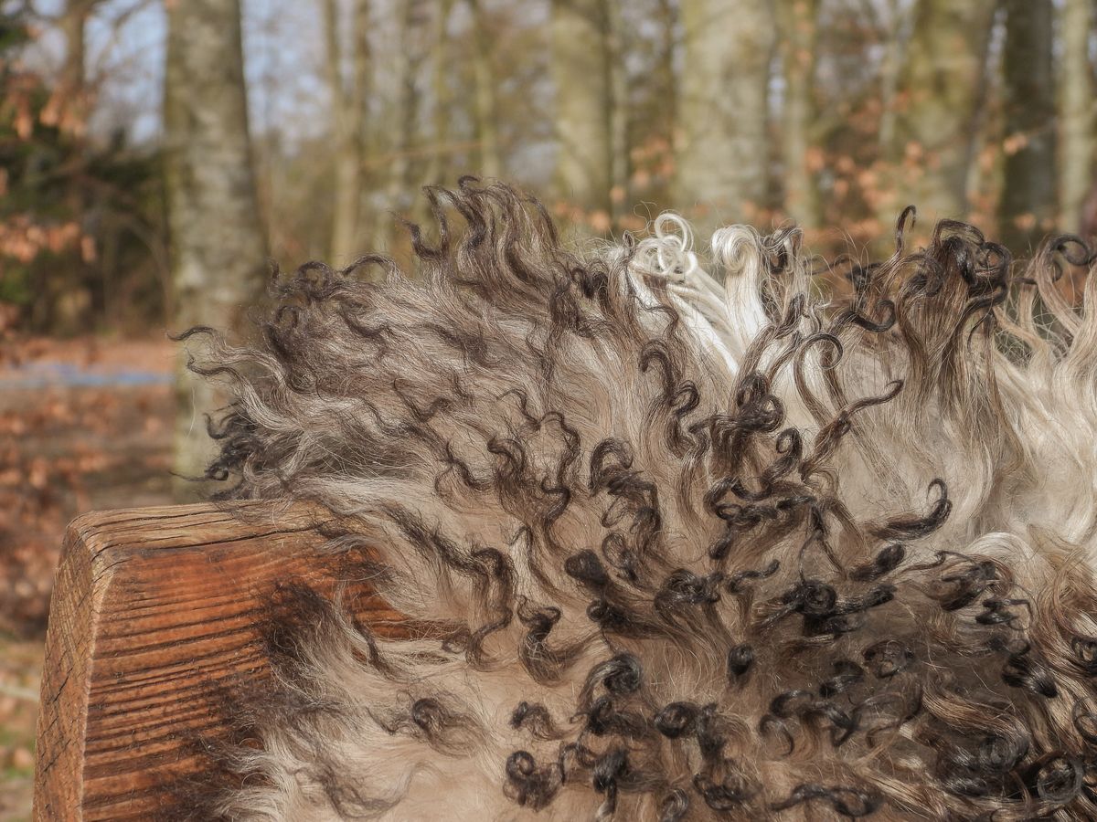 Austrian Sheepskin | Curly | Natural Colors | 90 cm Grey Beige