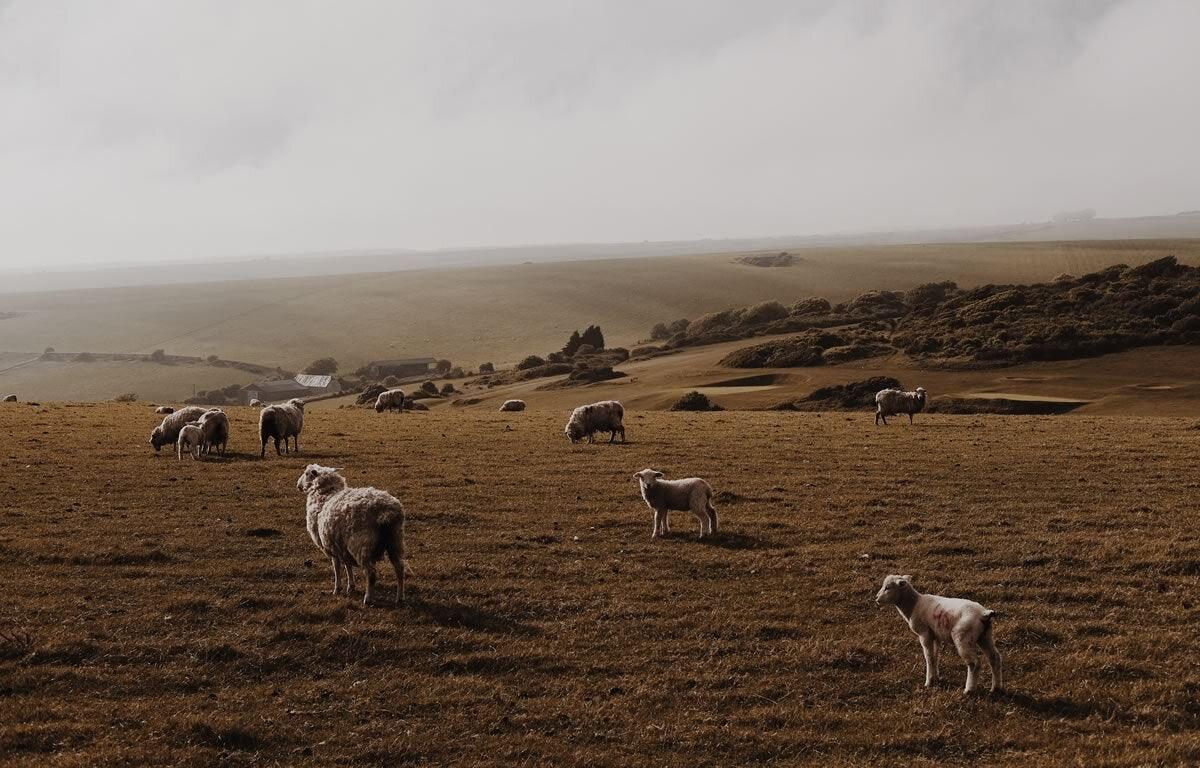 Where does merino wool come from? - Naturescollection.eu