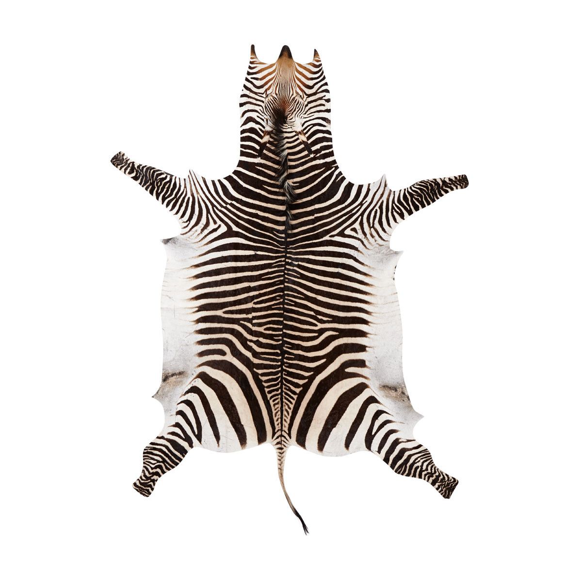 Zebra Hide | Premium Quality | South Africa